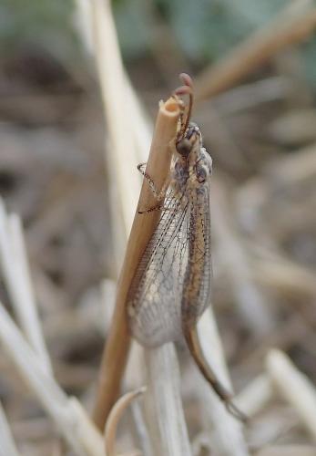 Réf. 222 404 : Macronemurus appendiculatus
